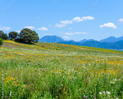 Natural spring scene in South Sardinia. Fresh grass and wild flowers on a clear day. Mountain landscape with beautiful sky and clouds on background. 