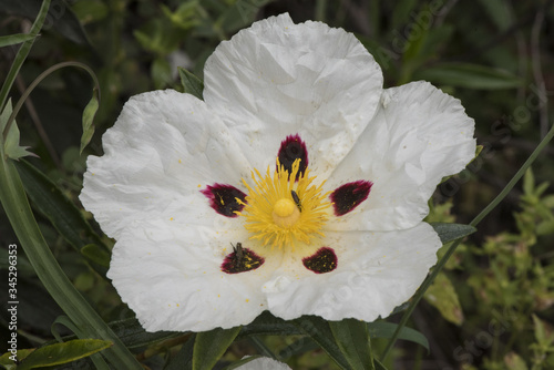 Tableau sur toile Cistus ladanifer gum rockrose laudanum brown eyed rockrose medium-sized plant wi