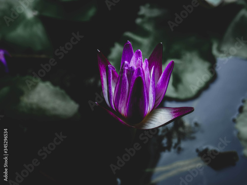 Beautiful purple lotus