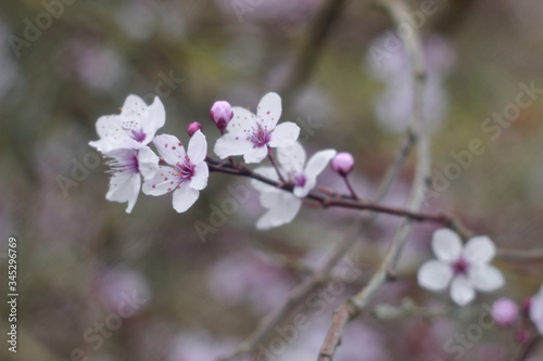 Rosafarbene Blüten © Annika