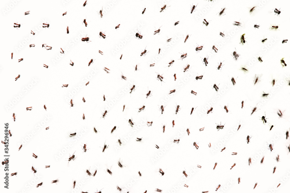Fototapeta premium ant on white paper