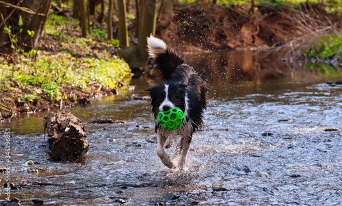 Playful black and white Border collie running in the Vltava river with a green ball toy in her mouth in Roztoky, Czech Republic photo