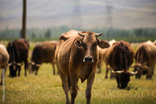 Wallpaper Mural An angry cow between cows. Torontodigital.ca