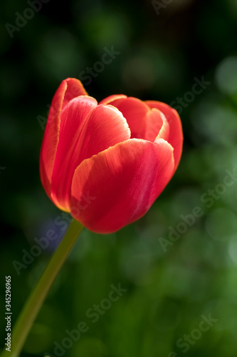Tulip Dow Jones in flower in springtime  England  United Kingdom