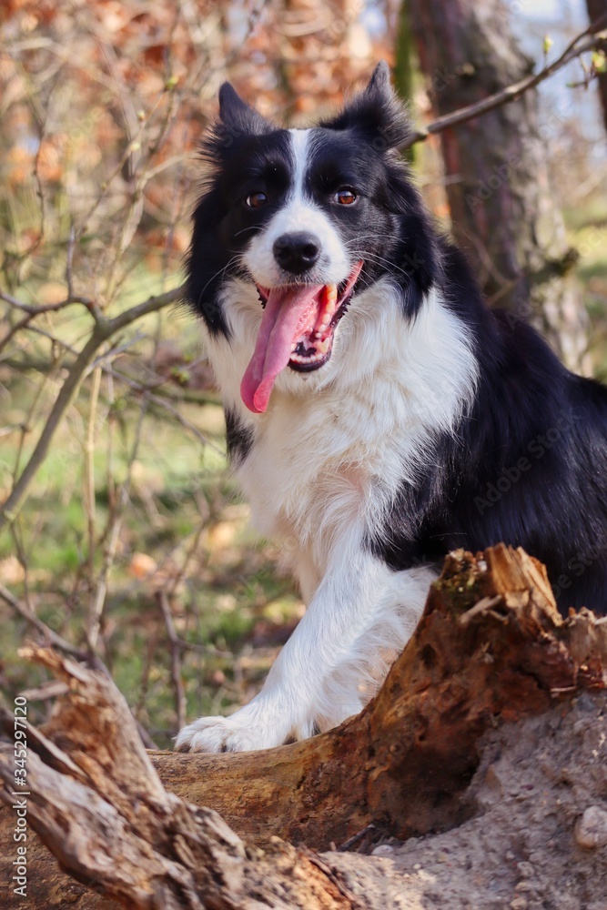 Adorable black and white Border Collie in the woods with a tongue out