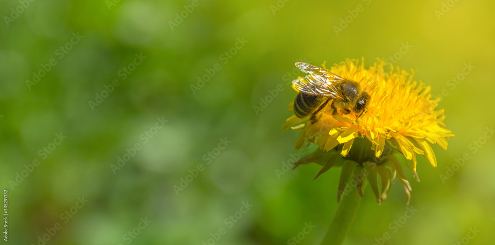 Bee full of pollen collecting nectar on a wild yellow dandelion flower, blurred green spring background, beautiful morning light Bee full of pollen collecting nectar on a wild yellow dandelion flower, blurred green spring background, beautiful morning light