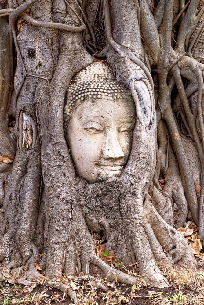 Large stone Buddha head in fig tree roots - Ayutthaya City