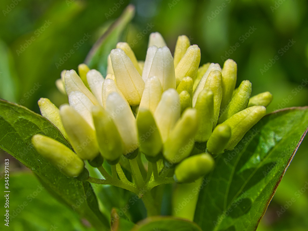 Geschlossen Blüten Geschlossen Blüten
