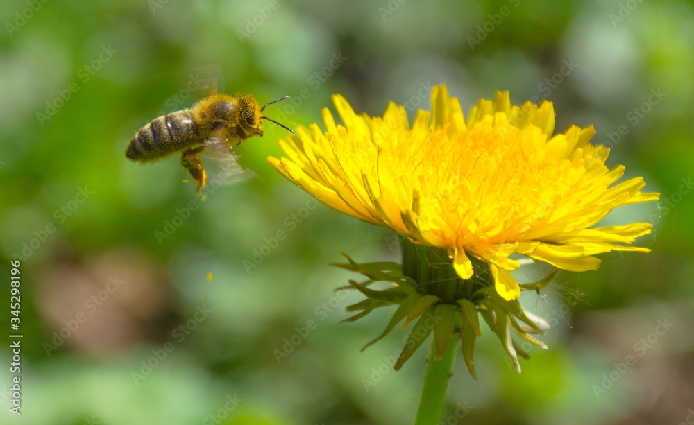 Bee full of pollen collecting nectar on a wild yellow dandelion flower, blurred green spring background Bee full of pollen collecting nectar on a wild yellow dandelion flower, blurred green spring background