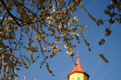 Blossoms in Sendling / Blüten in Sendling 4 photo