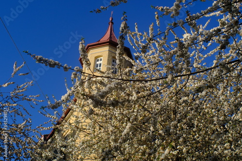 Blossoms in Sendling / Blüten in Sendling 2 photo