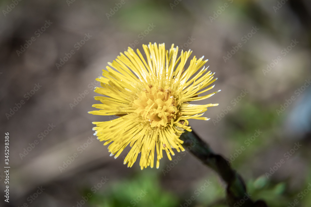 Yellow mother-and-stepmother flowers appeared in city parks and squares during the spring awakening. Yellow mother-and-stepmother flowers appeared in city parks and squares during the spring awakening.