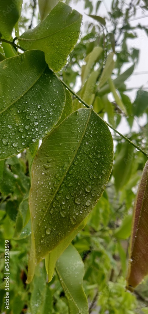 Obraz premium rain drops on leaf