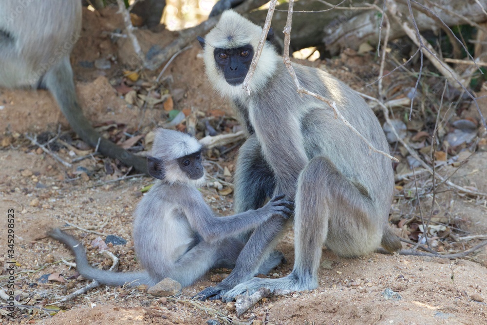 Vervet monkey mother whit his baby