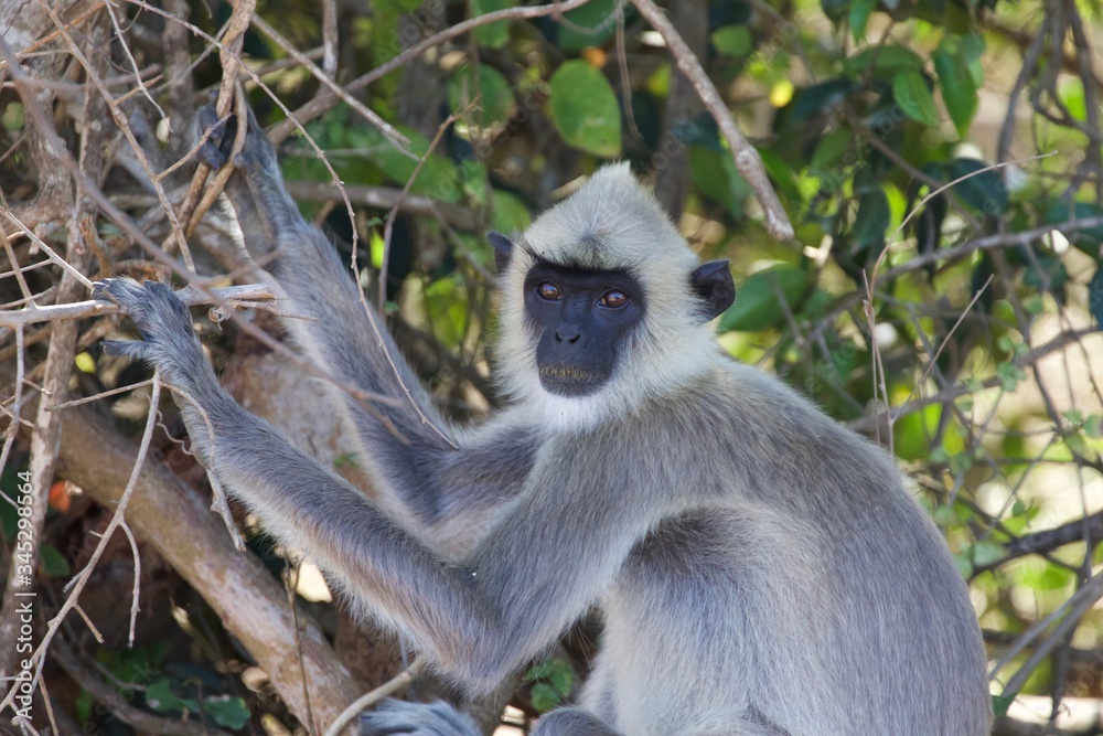 Fototapeta premium long tailed macaque
