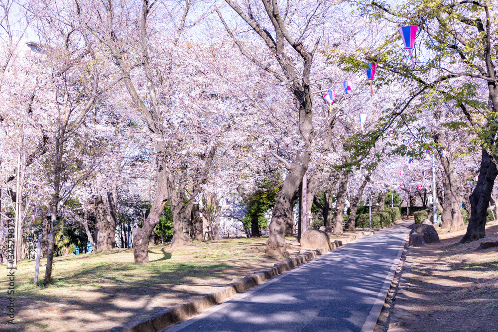 春の飛鳥山公園の桜
