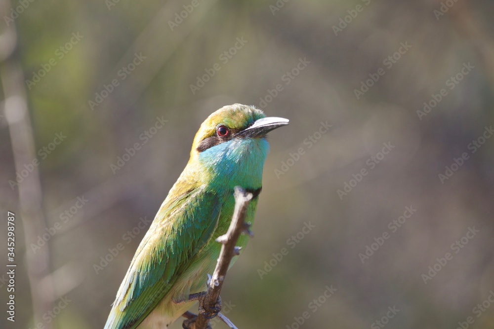 Fototapeta premium bee eater bird