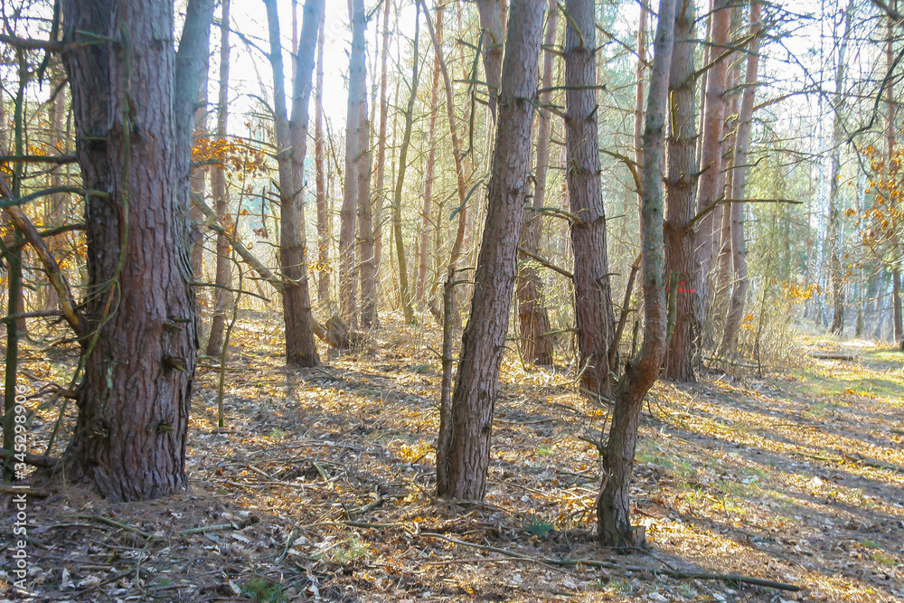 Forest in early spring background. natural environment in Poland. Trees in park. Forest in early spring background. natural environment in Poland. Trees in park.