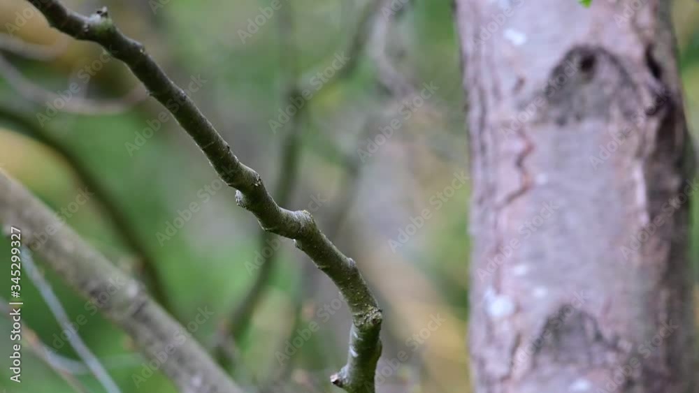 Robin sitting in the forest, spring, (erithacus rubecula), germany Robin sitting in the forest, spring, (erithacus rubecula), germany