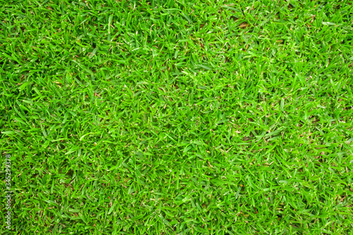 Green grass background texture. Green lawn texture background. top view.