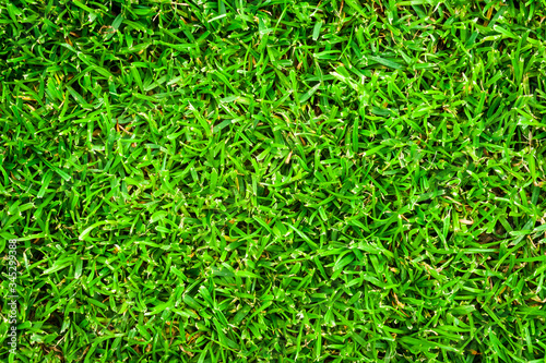 green grass background. Green grass floor texture ideal for use top view sport.