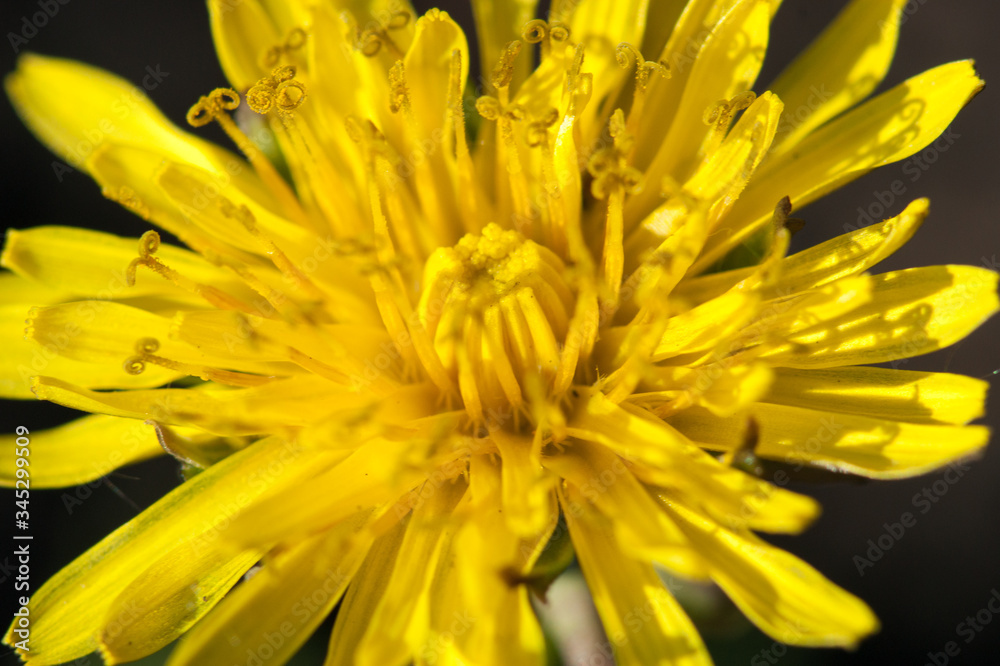 Fototapeta premium yellow dandelion close-up macro in full frame