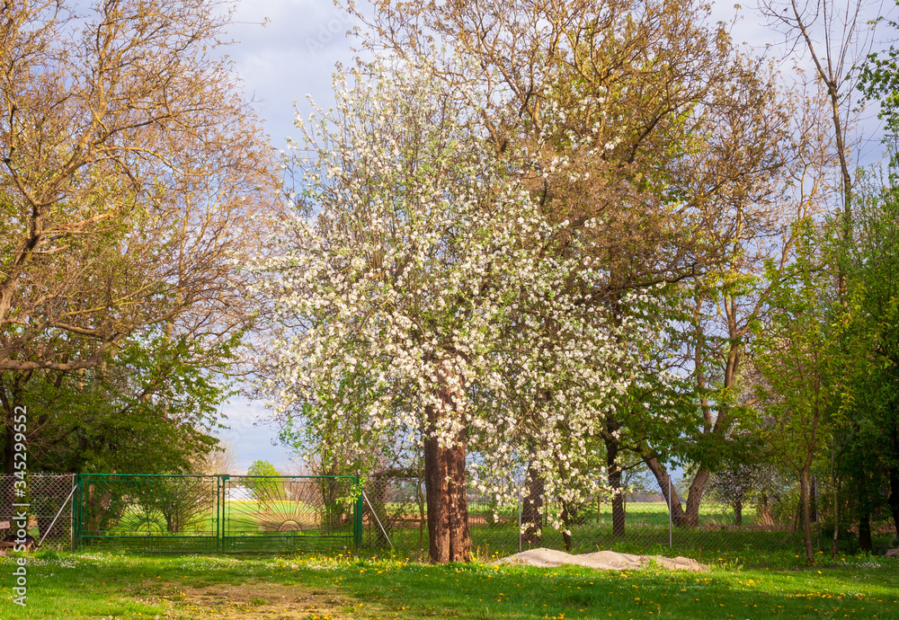 April / May landscape. Spring scenic. Summer view. April / May landscape. Spring scenic. Summer view.