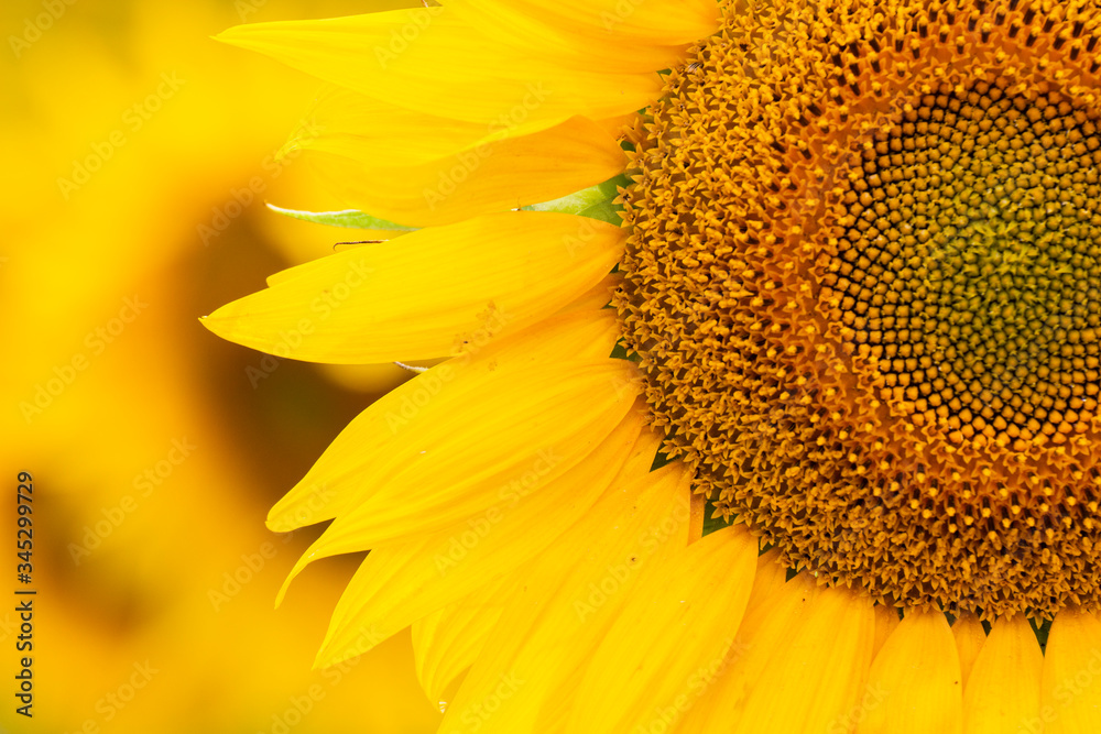 Obraz premium girasoli sunflower