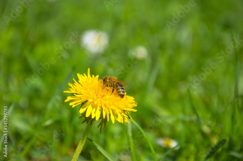 Bee full of pollen collecting nectar on a wild yellow dandelion flower, blurred green spring background