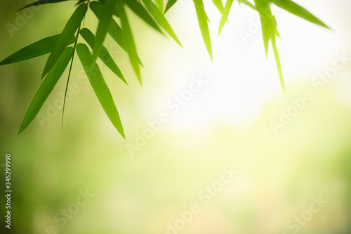 Bamboo leaves  Green leaf on bokeh blurred greenery background. Beautiful leaf texture in sunlight. Natural background. close-up of macro with free space for text.