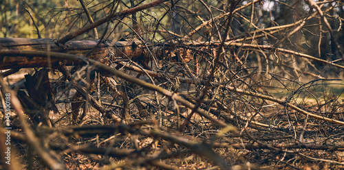 Old broken tree trunk with dry boughs