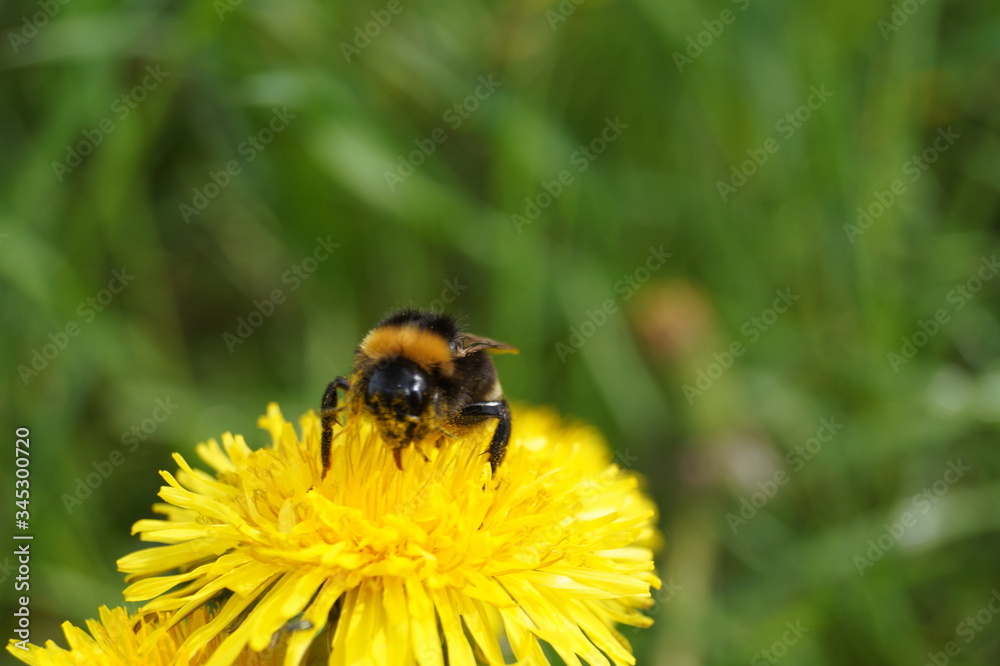 Hummel Hummel