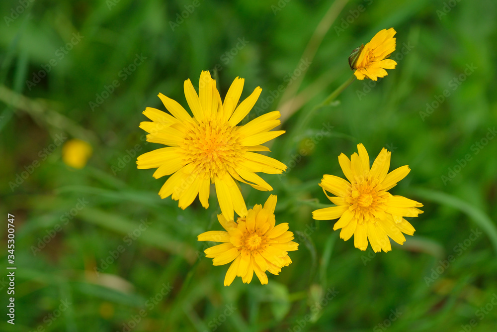 Obraz premium Blüten des Wiesen-Pippau 