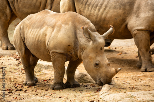Southern white rhinoceros or southern square-lipped rhinoceros (Ceratotherium simum simum)