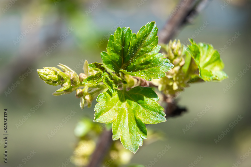 Swollen buds, first shoots, leaves and flowers in city parks and squares during the spring awakening. Swollen buds, first shoots, leaves and flowers in city parks and squares during the spring awakening.