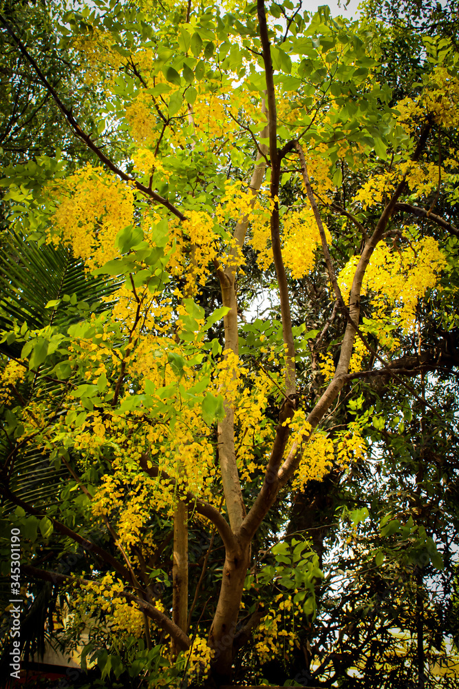 Beautiful Yellow flower. Kerala vishu festival, seasonal flower with branches 