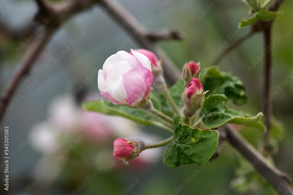 beautiful cherry blossoms, cherry blossom in spring beautiful cherry blossoms, cherry blossom in spring