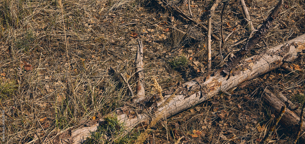 Fototapeta premium Dry fallen log on the forest floor