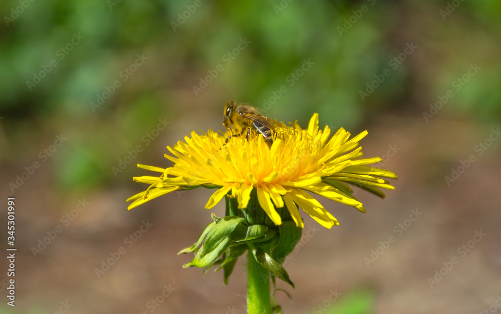 Bee full of pollen collecting nectar on a wild yellow dandelion flower, blurred green spring background Bee full of pollen collecting nectar on a wild yellow dandelion flower, blurred green spring background