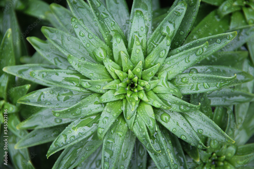 green shoot of lily with drops green shoot of lily with drops