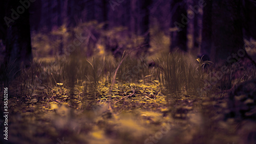 summer forest and flowers