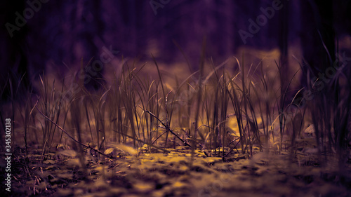 summer forest and flowers
