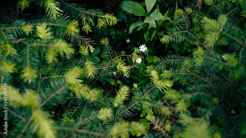 summer forest and flowers