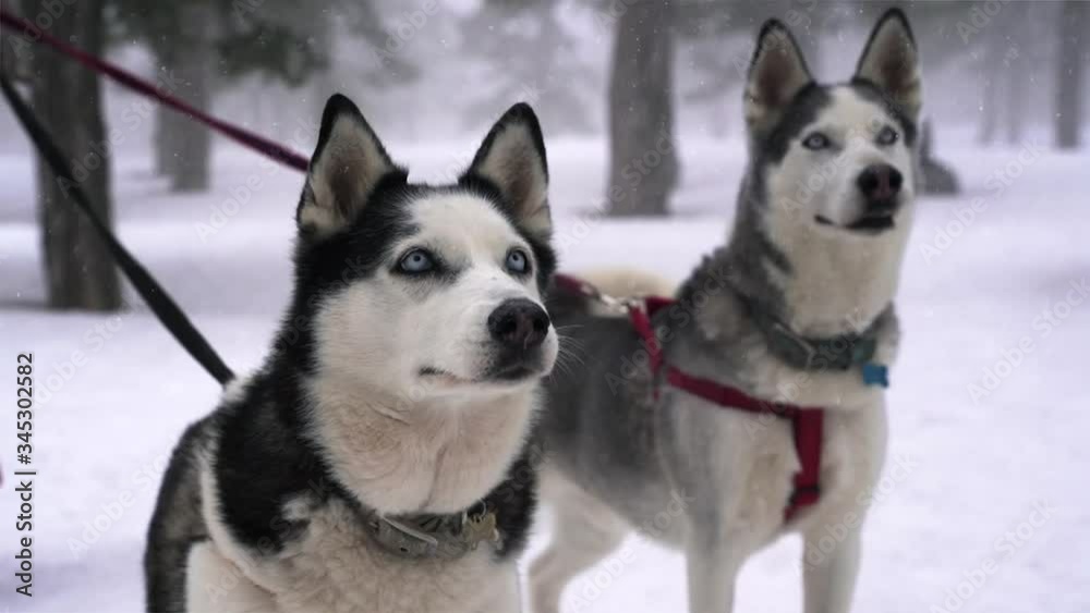 Siberian husky dogs on a leash portrait at winter in the forest Siberian husky dogs on a leash portrait at winter in the forest
