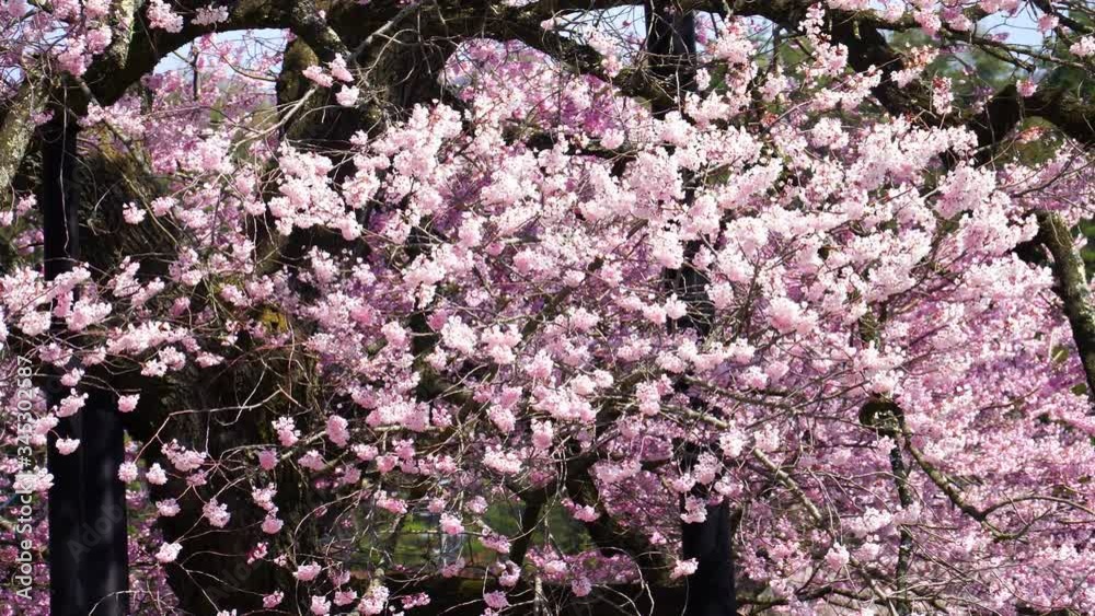黒部のエドヒガン桜 黒部のエドヒガン桜