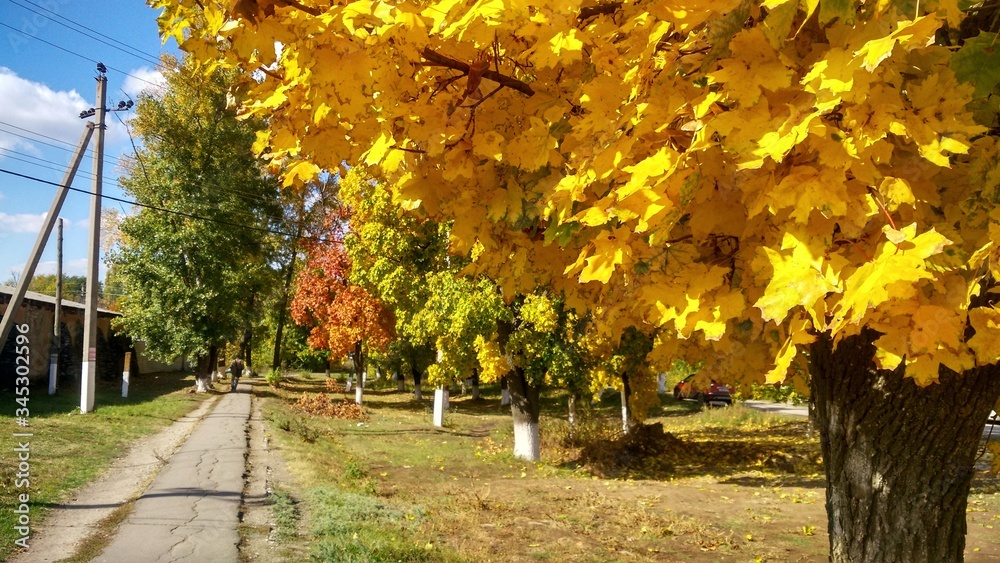 autumn yellow maple