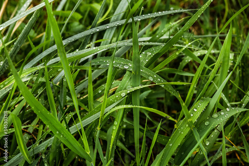 Water drops on green grass