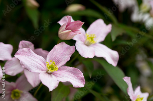 Clematis montana in flower in spring, England, United Kingdom