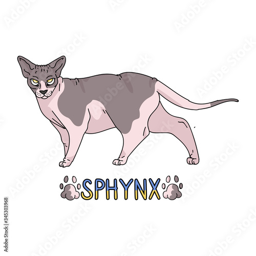 Cute cartoon sphynx cat with text vector clipart. Pedigree exotic kitty breed for cat lovers. Purebred domestic kitten for pet parlor illustration mascot. Isolated hairless feline housecat. EPS 10. 