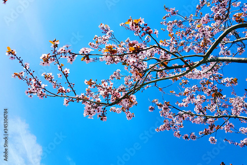 spring cherry blossom on blue sky background